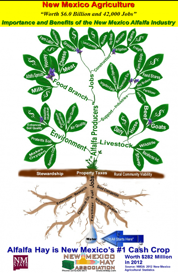 Image of economic impacts of forages in New Mexico via alfalfa plant graphic