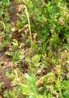 Image of diseased alfalfa